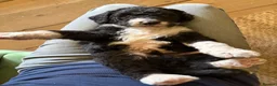Bernedoodle dogs for sale: Black Bernedoodle Boy 1250 - Advert 8