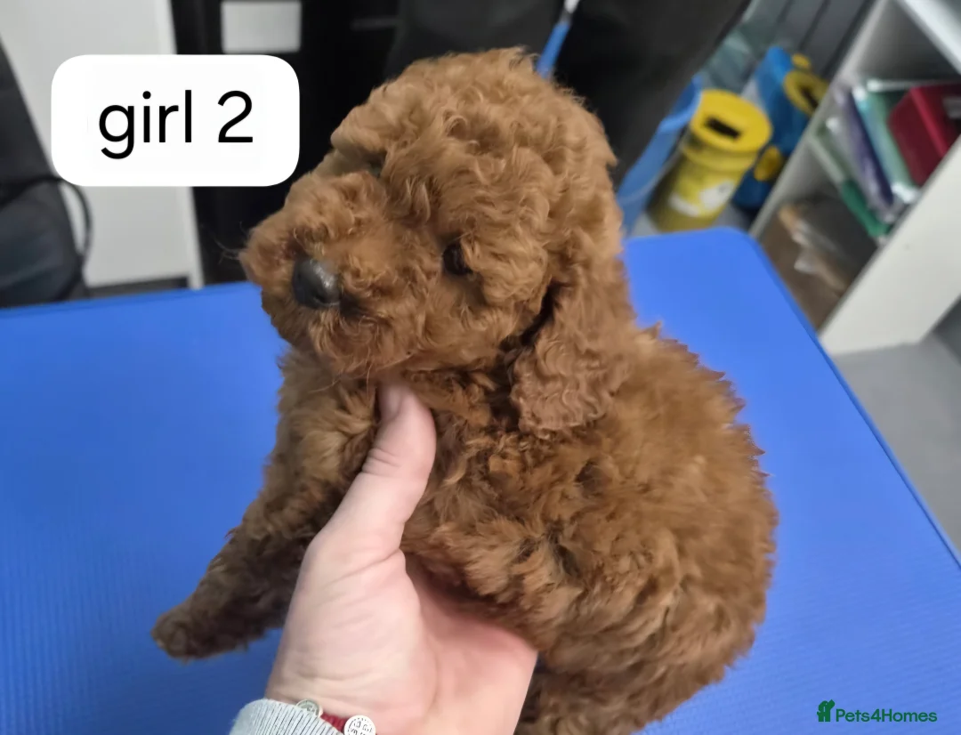 Miniature Poodle dogs for sale: Miniature Poodle  in Saint Helens - Advert 2