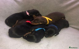 Miniature Dachshund dogs for sale: Miniature dachshund  - Advert 1
