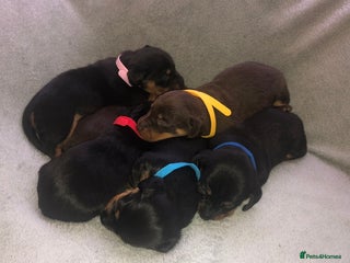 Miniature Dachshund dogs Miniature dachshund - Advert 8