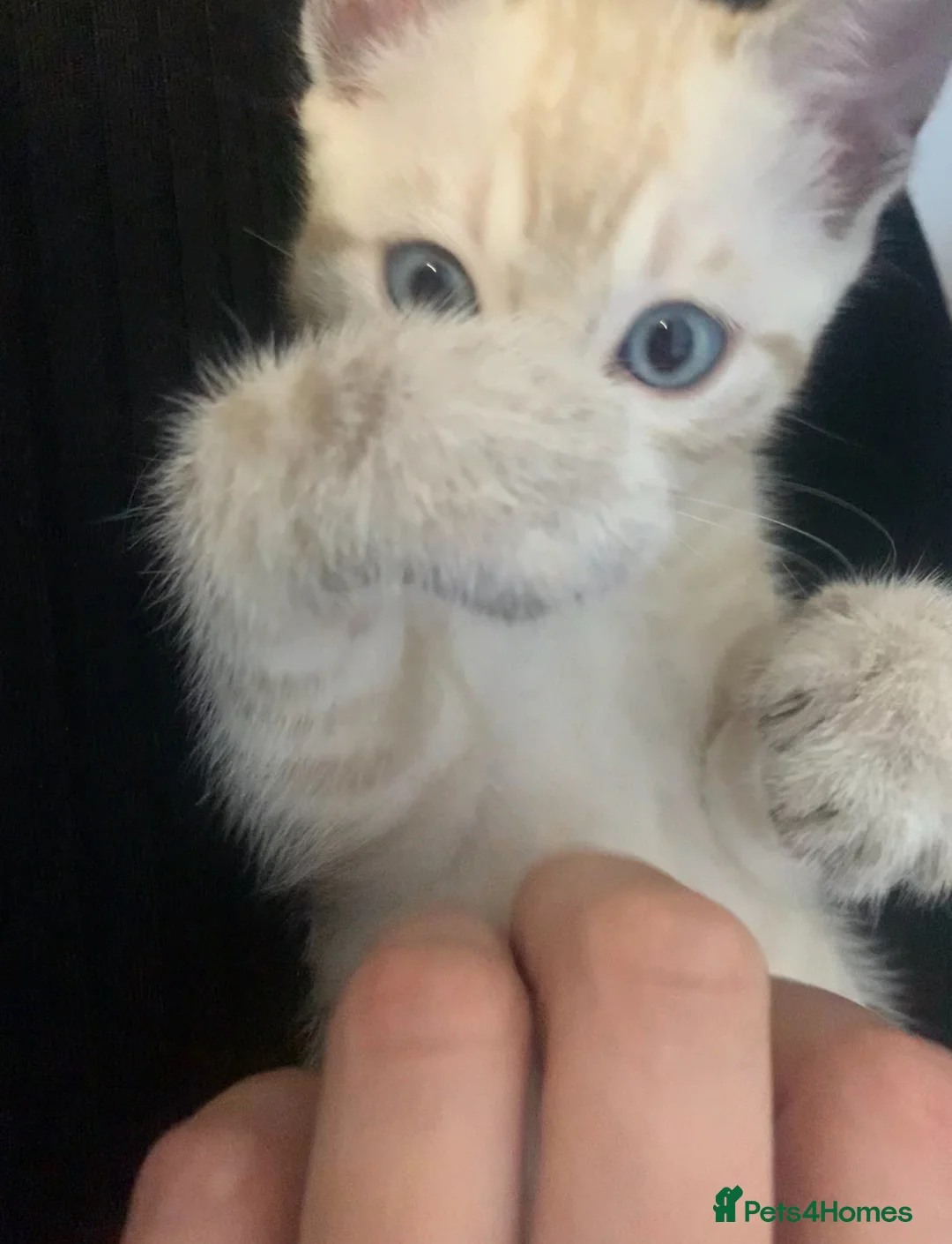 Bengal cats for sale: 🔥🏆Bengal Rossetted Tica Pedigree Leapords🏆🔥 - Advert 1