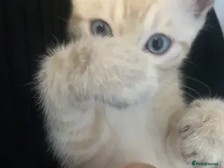 Bengal cats 🔥🏆Bengal Rossetted Tica Pedigree Leapords🏆🔥 - Advert 16