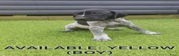 German Shorthaired Pointer dogs for sale: German shorthaired pointer puppies 5 weeks old in Swindon - Advert 12