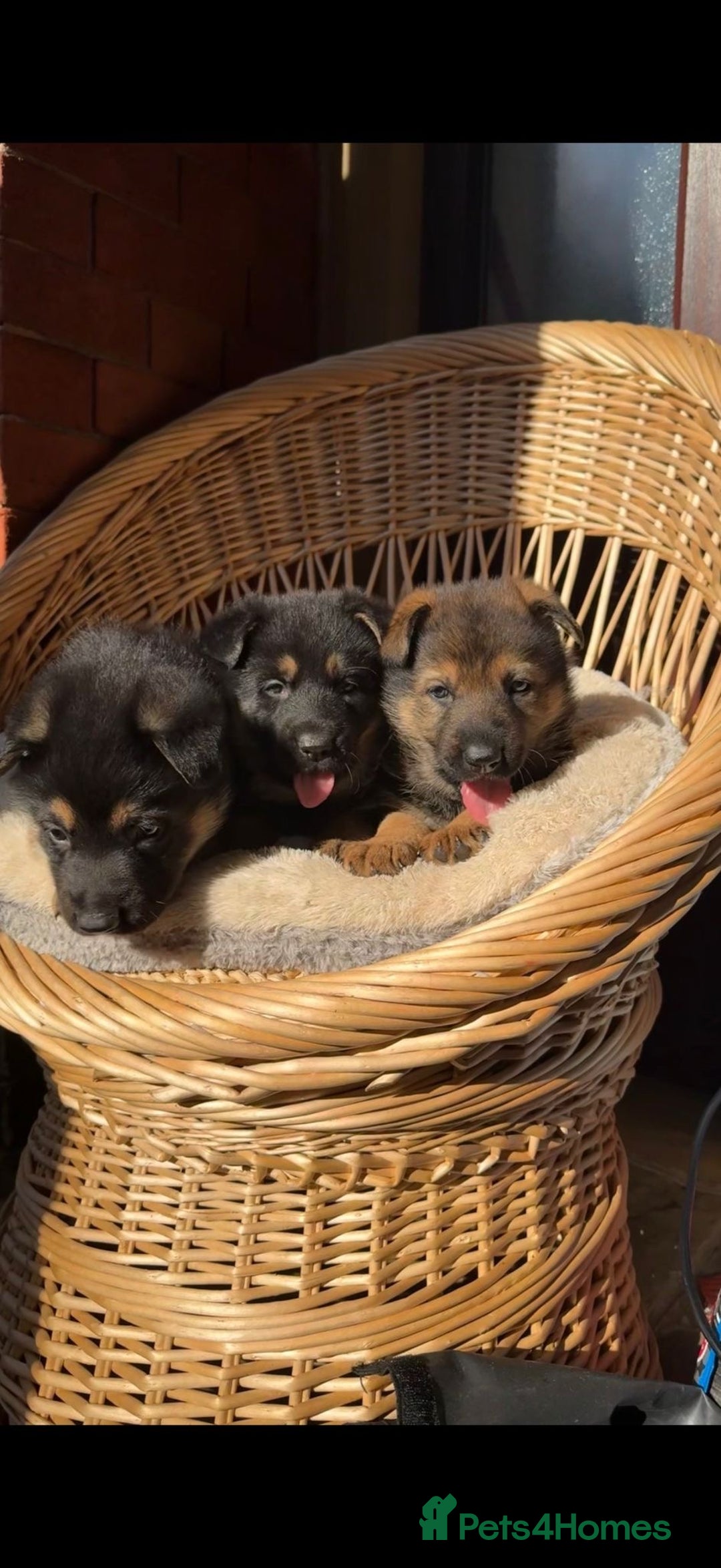 German Shepherd dogs for sale: Beautiful Pure Bread German Shepherds - Image 2
