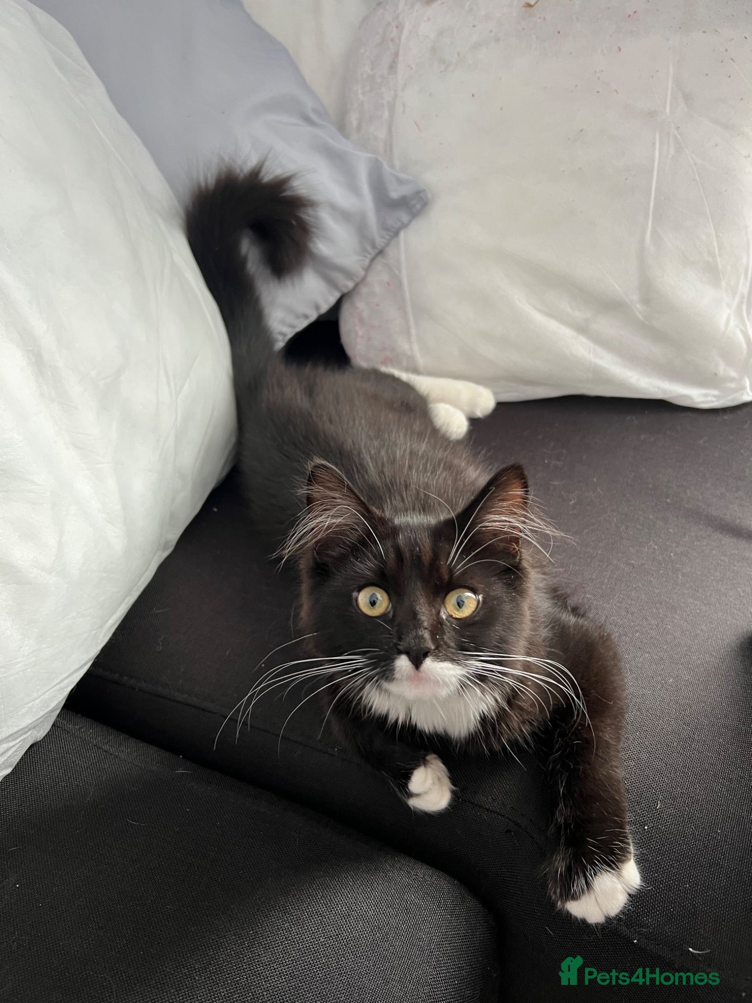 Mixed Breed cats Beautiful kitty for sale  - Advert 1