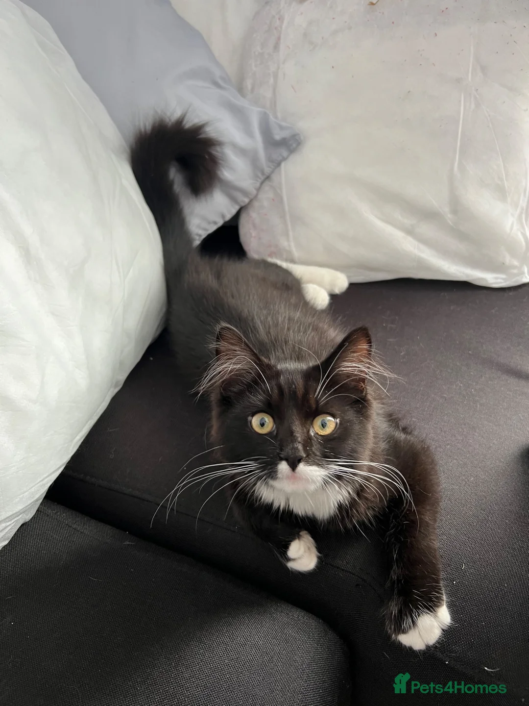 Mixed Breed cats for sale: Beautiful kitty for sale  - Advert 1