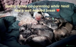 Miniature Schnauzer dogs for sale: 5th generation pedigree miniature schnauzer  - Image 12