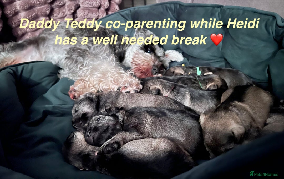 Miniature Schnauzer dogs for sale: 5th generation pedigree miniature schnauzer  - Image 12