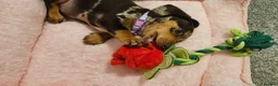 Miniature Dachshund dogs for sale: Miniature dachshund called Coco - Advert 13