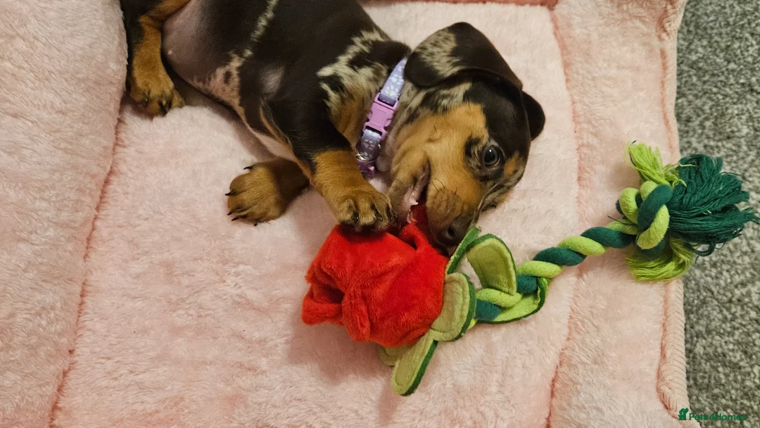 Miniature Dachshund dogs for sale: Miniature dachshund called Coco - Advert 13