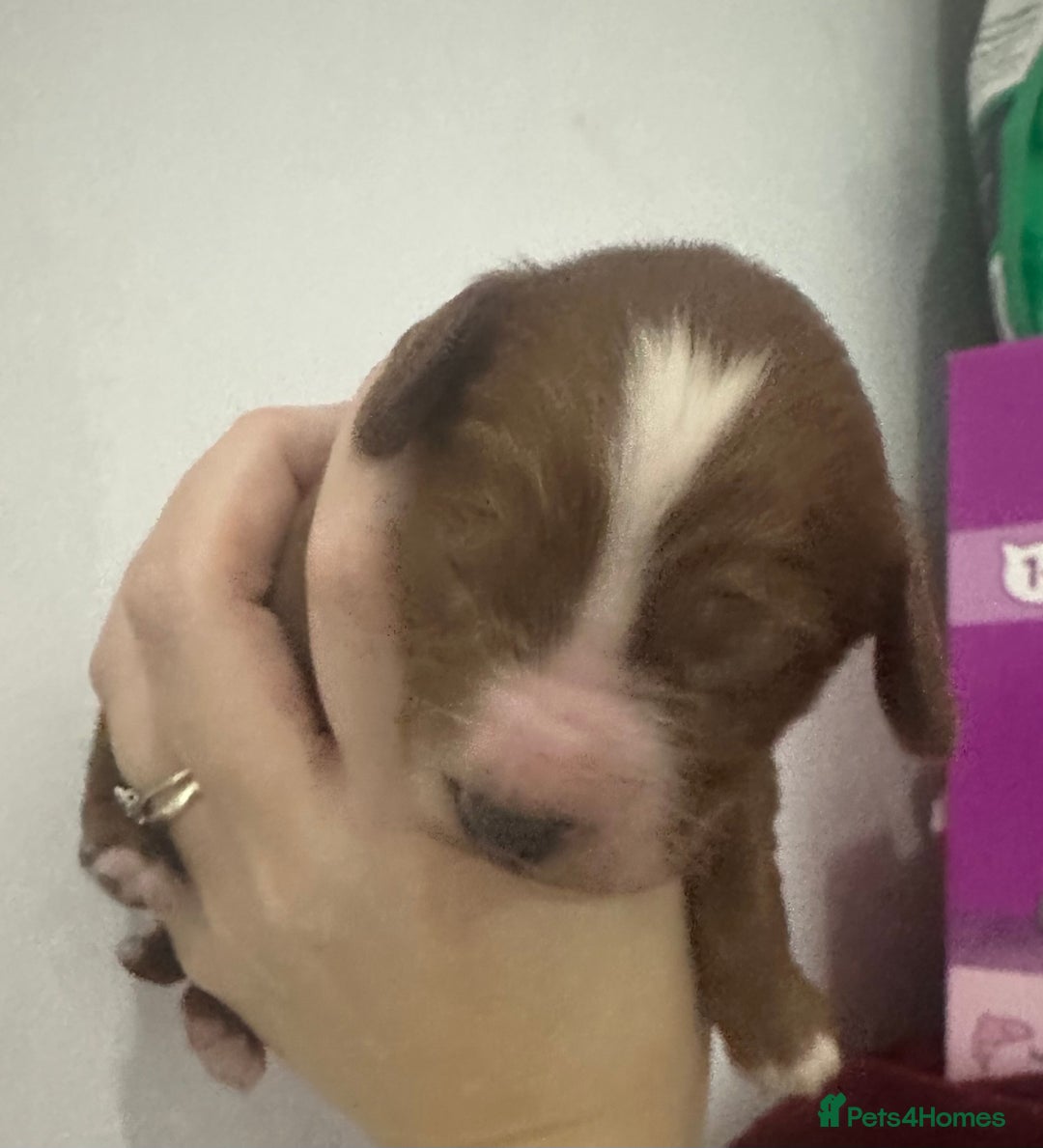 Cockapoo dogs for sale: Kc dna health clear parents champion bloodline  - Advert 4