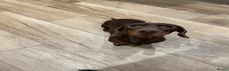 Miniature Dachshund dogs for sale: Beautiful Miniature Dachshund Puppies for Sale - Advert 5