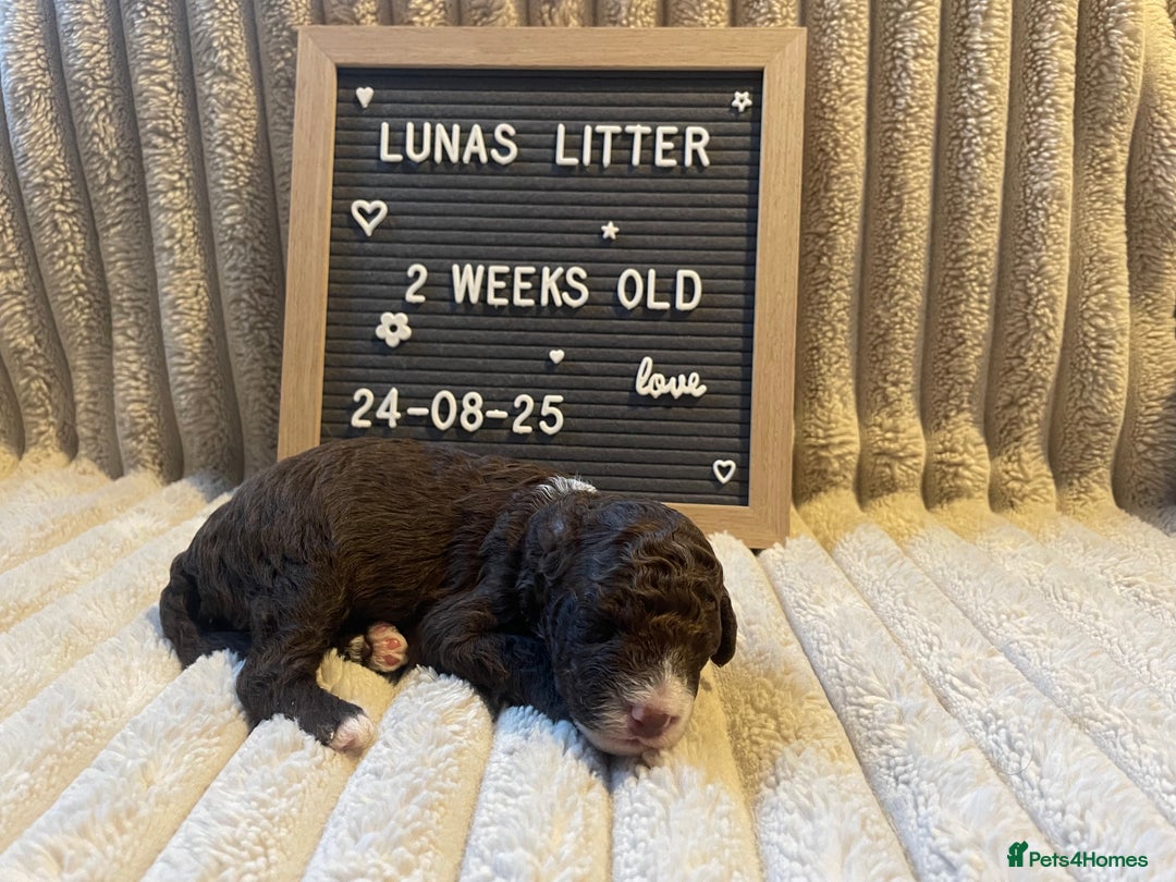 Cockapoo dogs for sale: F1bb Cockapoo puppies - Image 13