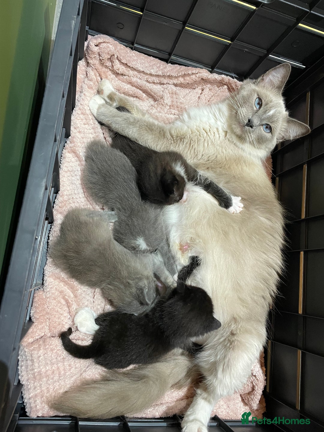 Ragdoll cats for sale: Lovely, healthy, playful, ragdoll cross kittens - Image 8