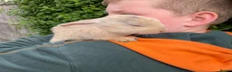 Mini Lop rabbits for sale: X5 Mini Lop Bunnies in Wednesbury - Advert 22