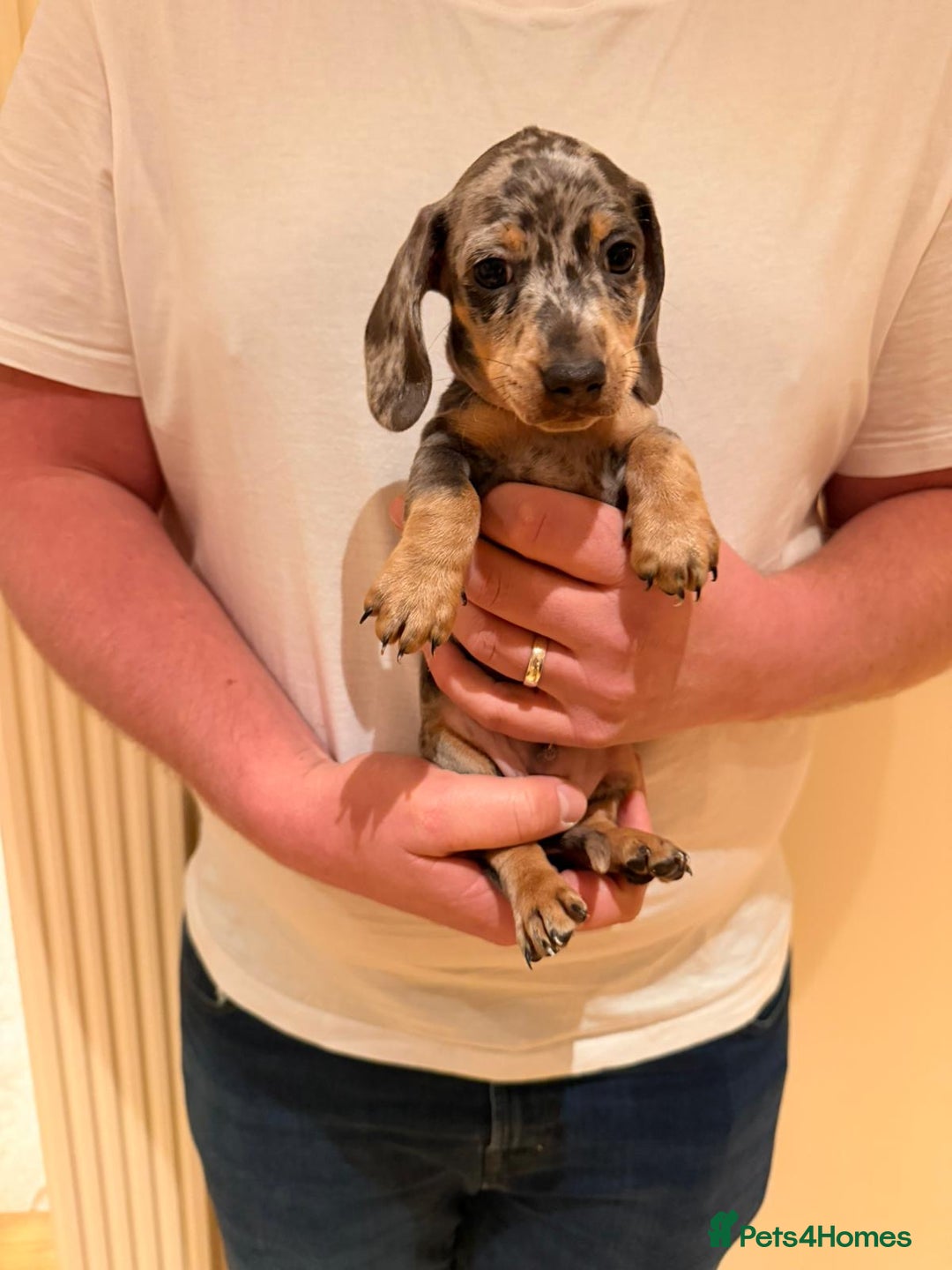 Miniature Dachshund dogs for sale: Miniature dachshund  - Advert 1
