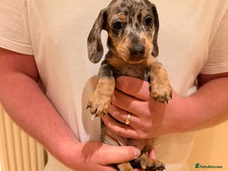 Miniature Dachshund dogs Miniature dachshund - Advert 3