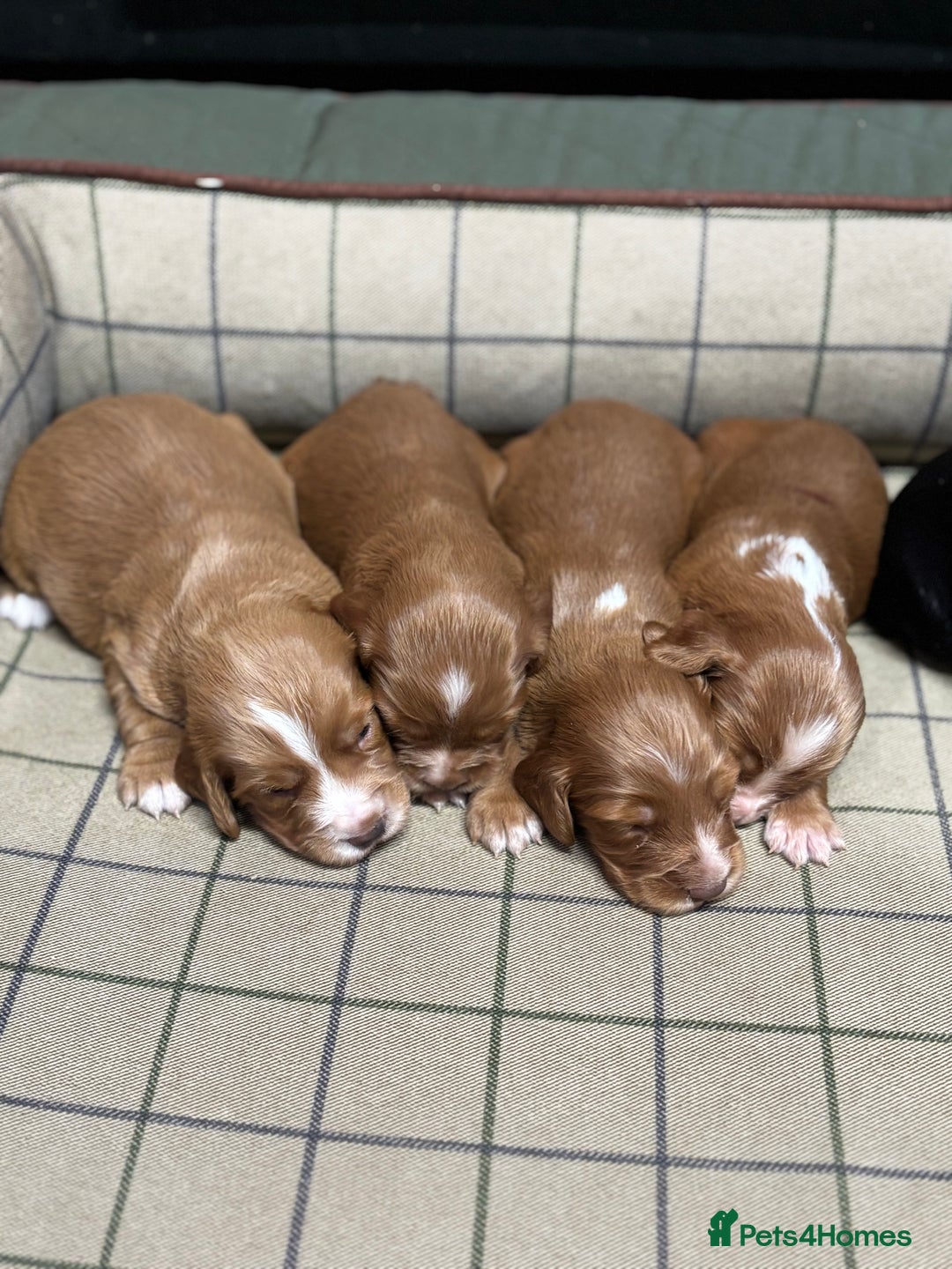 Cocker Spaniel dogs for sale: Gorgeous Cocker Spaniel Puppies  - Advert 3