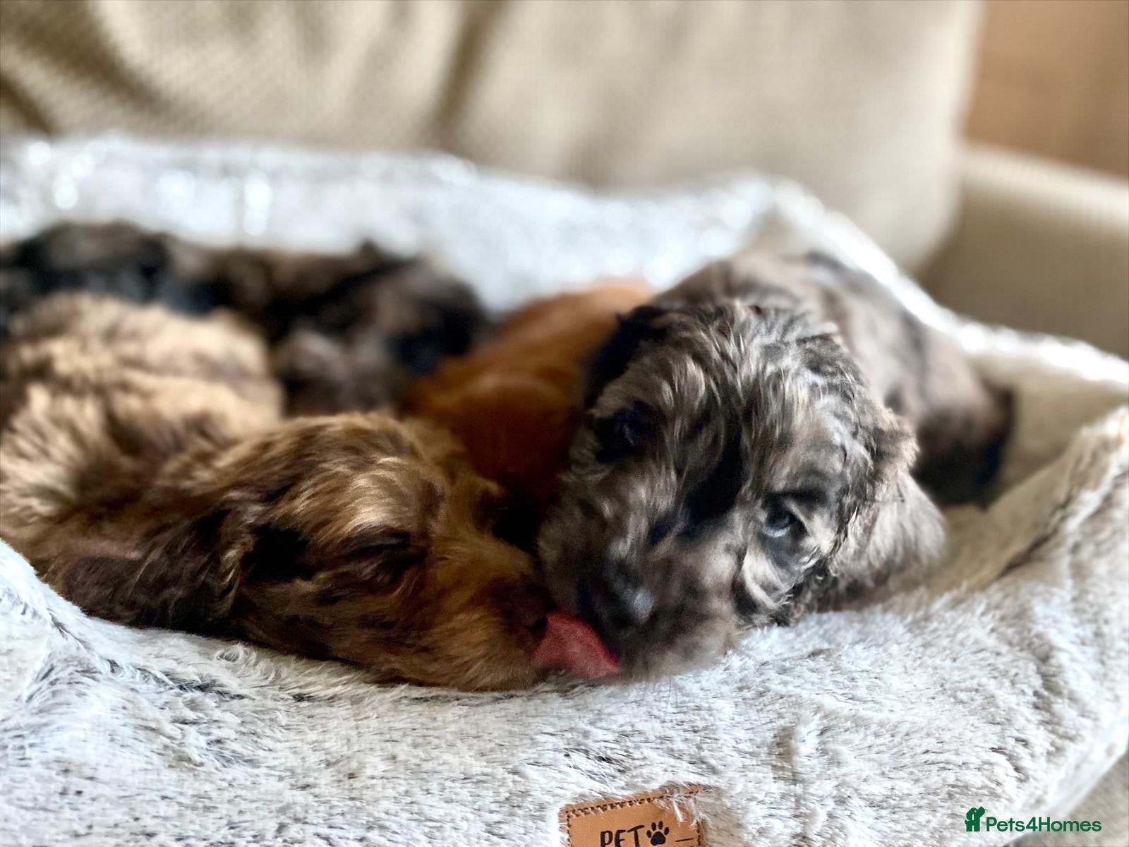 Cockapoo dogs F1 Cockapoos  - Advert 1