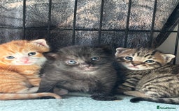 Domestic Shorthair cats for sale: 4 beautiful kittens  - Image 5
