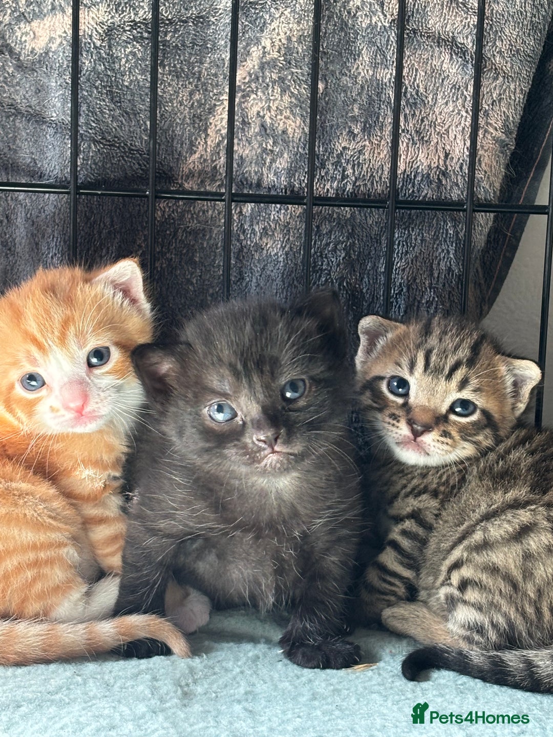 Domestic Shorthair cats for sale: 4 beautiful kittens  - Image 5
