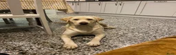 Labrador Retriever dogs for sale: Chunky Labrador puppies - Advert 18