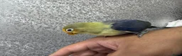 Lovebirds birds for sale: Baby lovebirds - Advert 9