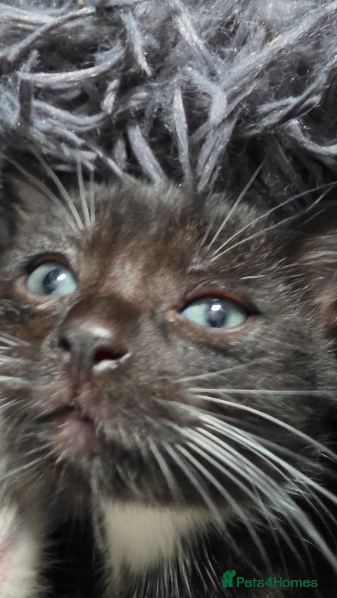 Mixed Breed cats Beautiful  Kittens Looking for Their new Homes 🐾 - Advert 17