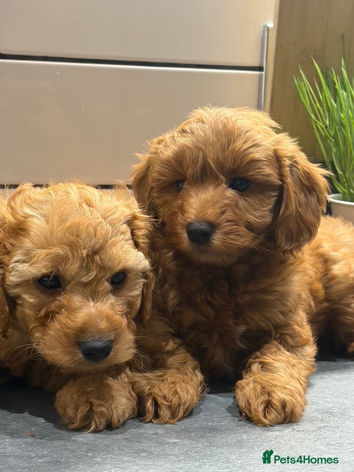Cavapoo dogs Cavapoo males and female  - Advert 1