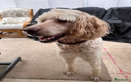 Goldendoodle dogs for sale: Goldendoodle F1 puppies  - Image 7