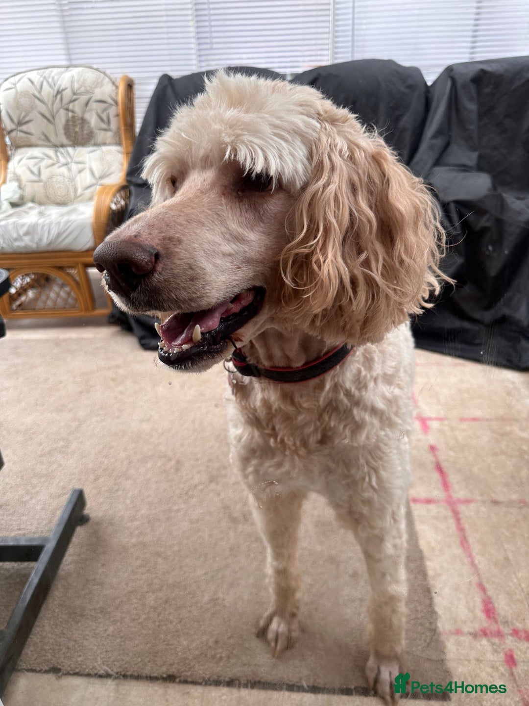 Goldendoodle dogs for sale: Goldendoodle F1 puppies  - Image 7