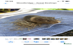 Guinea Pig rodents for sale: Two Boar guineypigs - Image 2