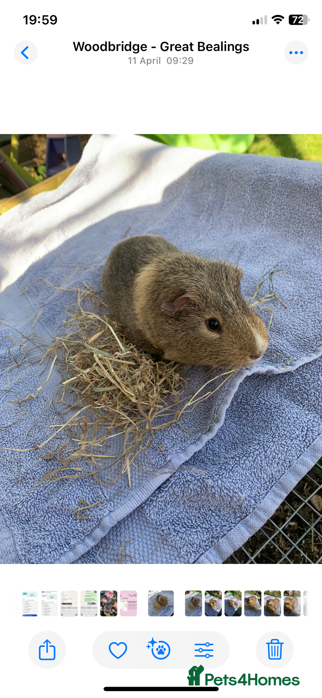 Guinea Pig rodents for sale: Two Boar guineypigs - Image 2