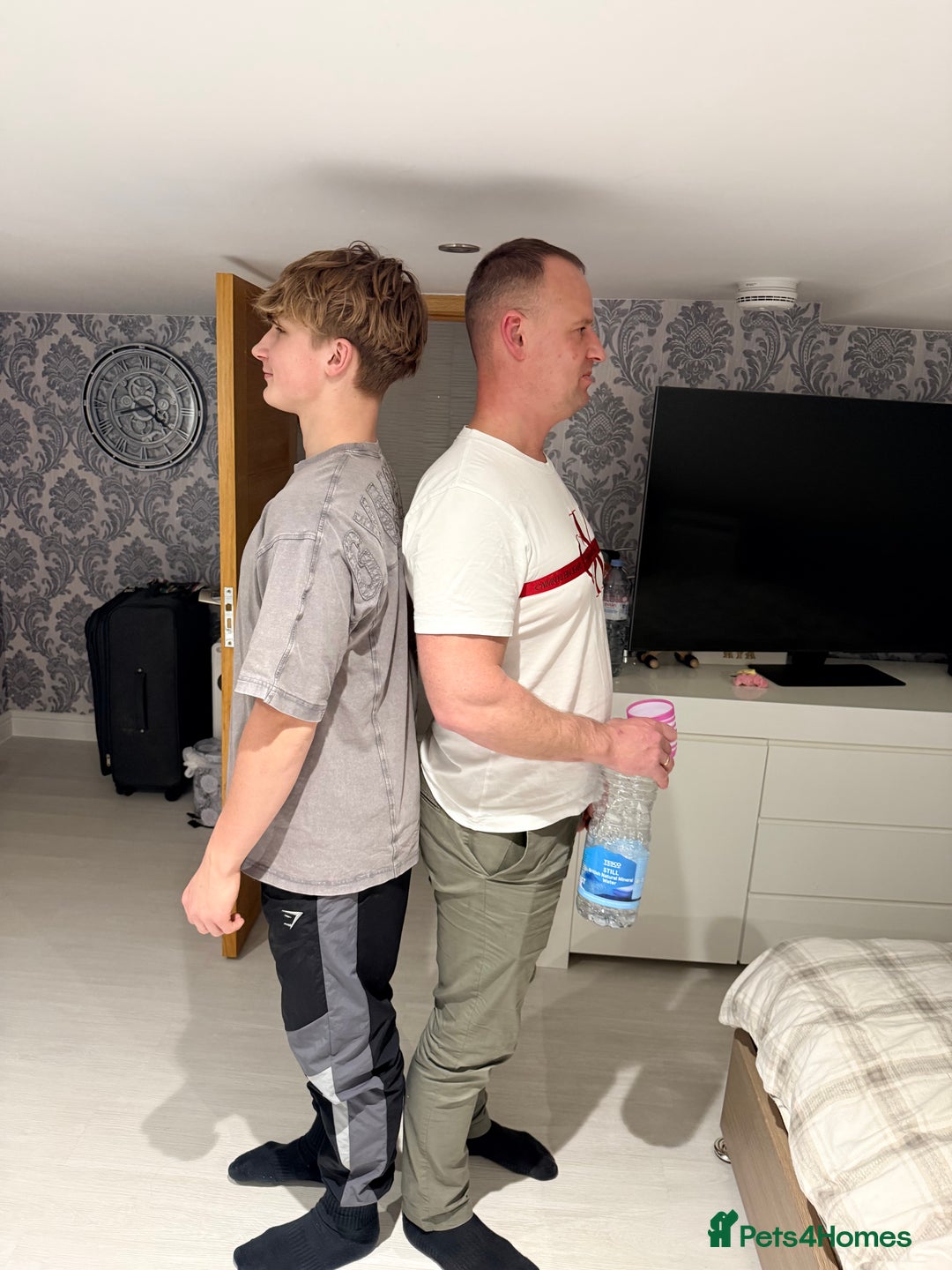 Mixed Breed dogs for sale: Pedigree Yorkshire terrier  - Advert 11