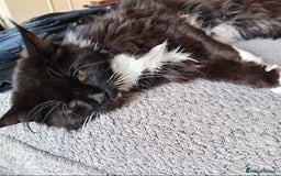Mixed Breed cats for sale: Maine coon x domestic short hair  - Image 2