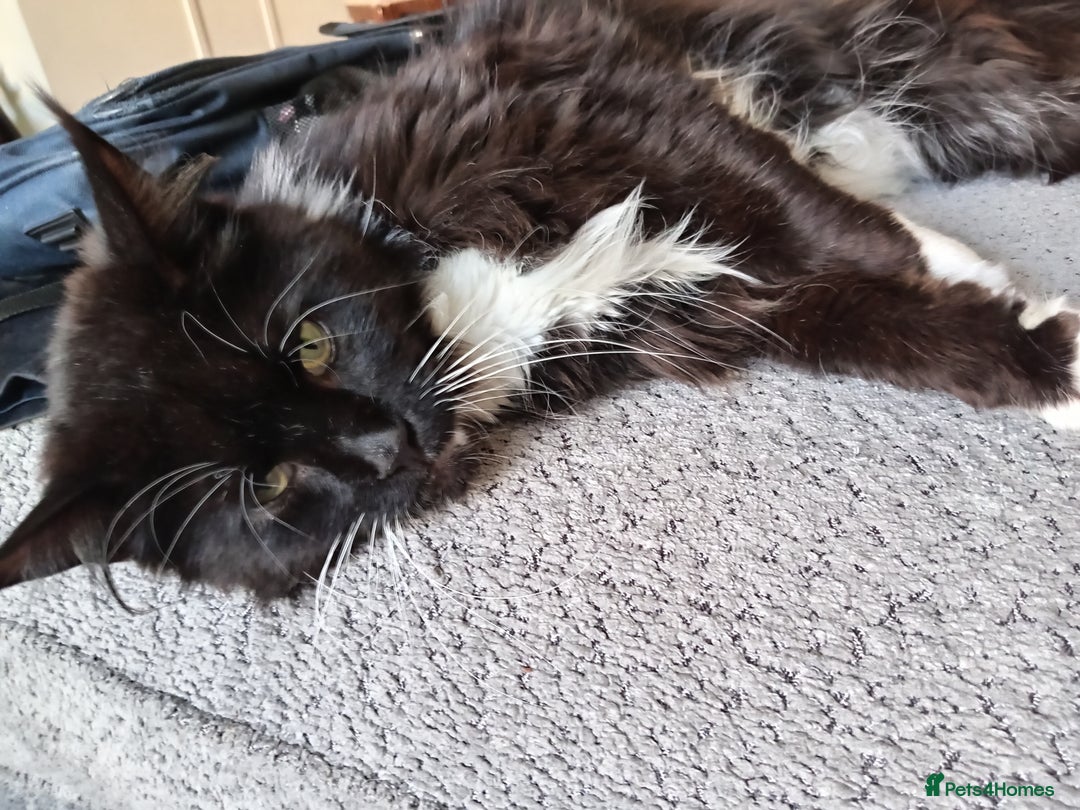 Mixed Breed cats for sale: Maine coon x domestic short hair  - Image 2