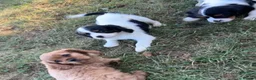 Cavalier King Charles Spaniel dogs for sale: Beautiful Cavalier Puppies Looking for Forever in Ashford - Advert 13