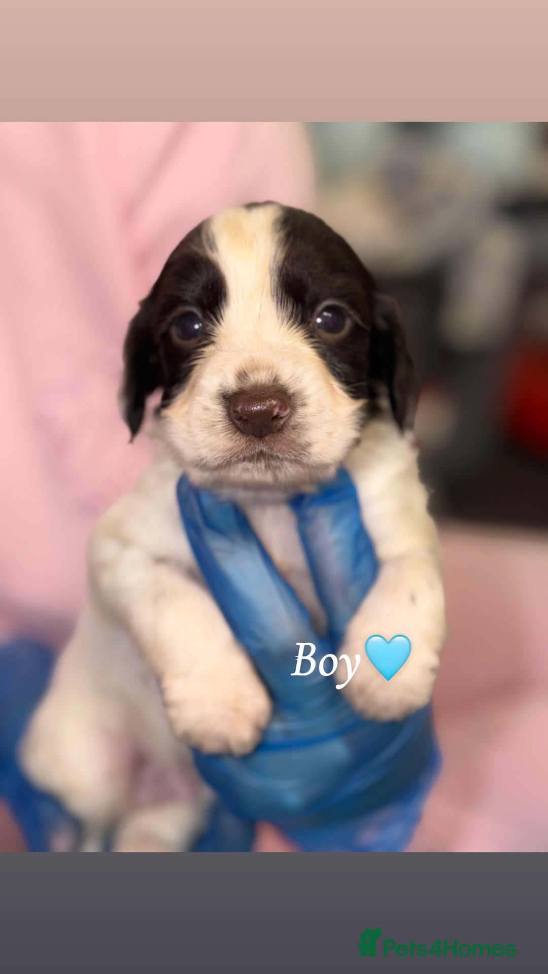 Cocker Spaniel dogs for sale: PureBred Cocker spaniel   - Advert 12