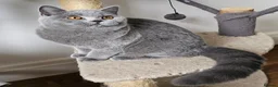 British Shorthair cats for sale: Stunning British shorthair blue kittens, neutered - Advert 6