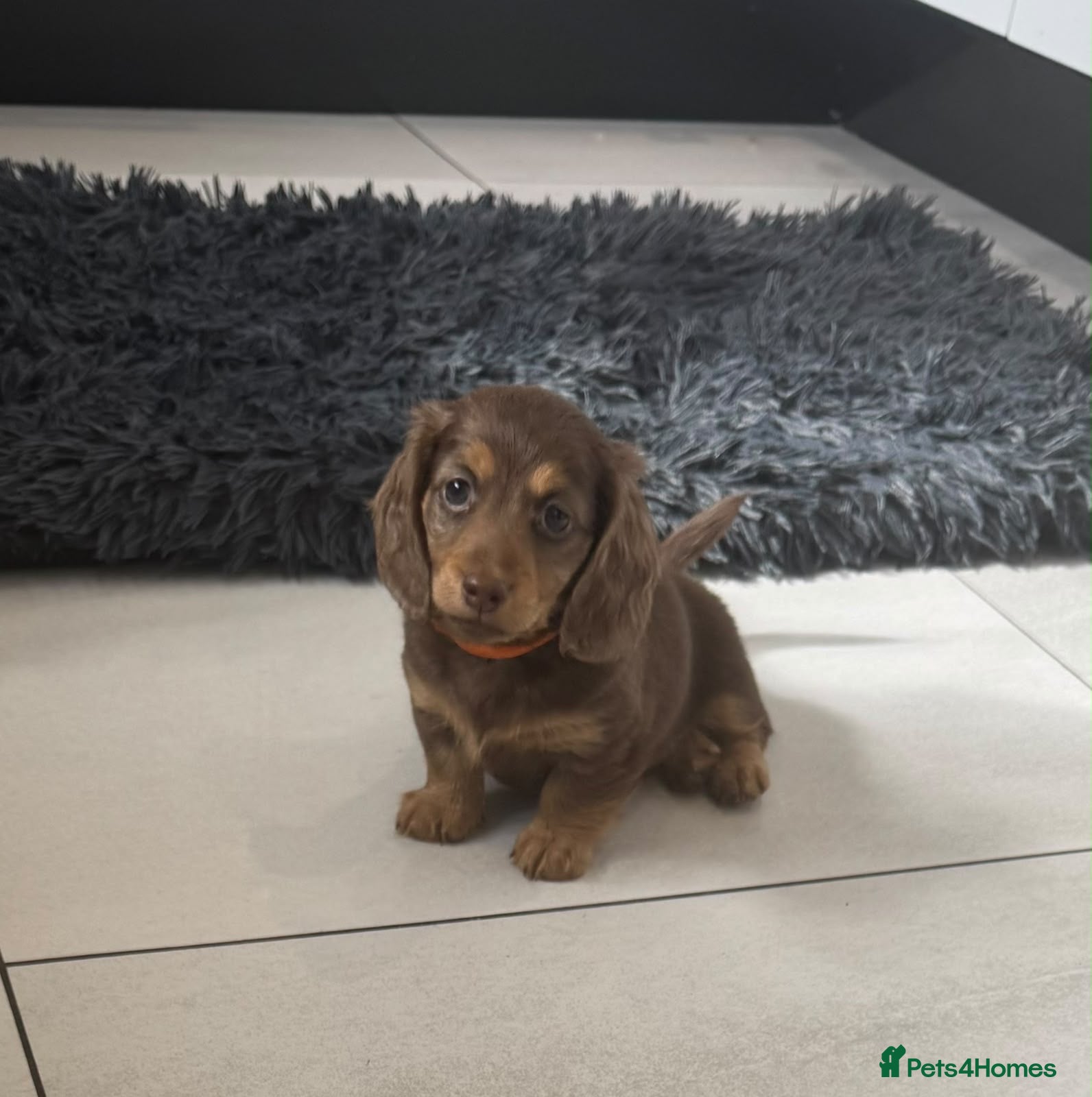 Miniature Dachshund dogs STUNNING KC LONG HAIRED MINIATURE DACHSHUND PUPS💕 - Advert 16