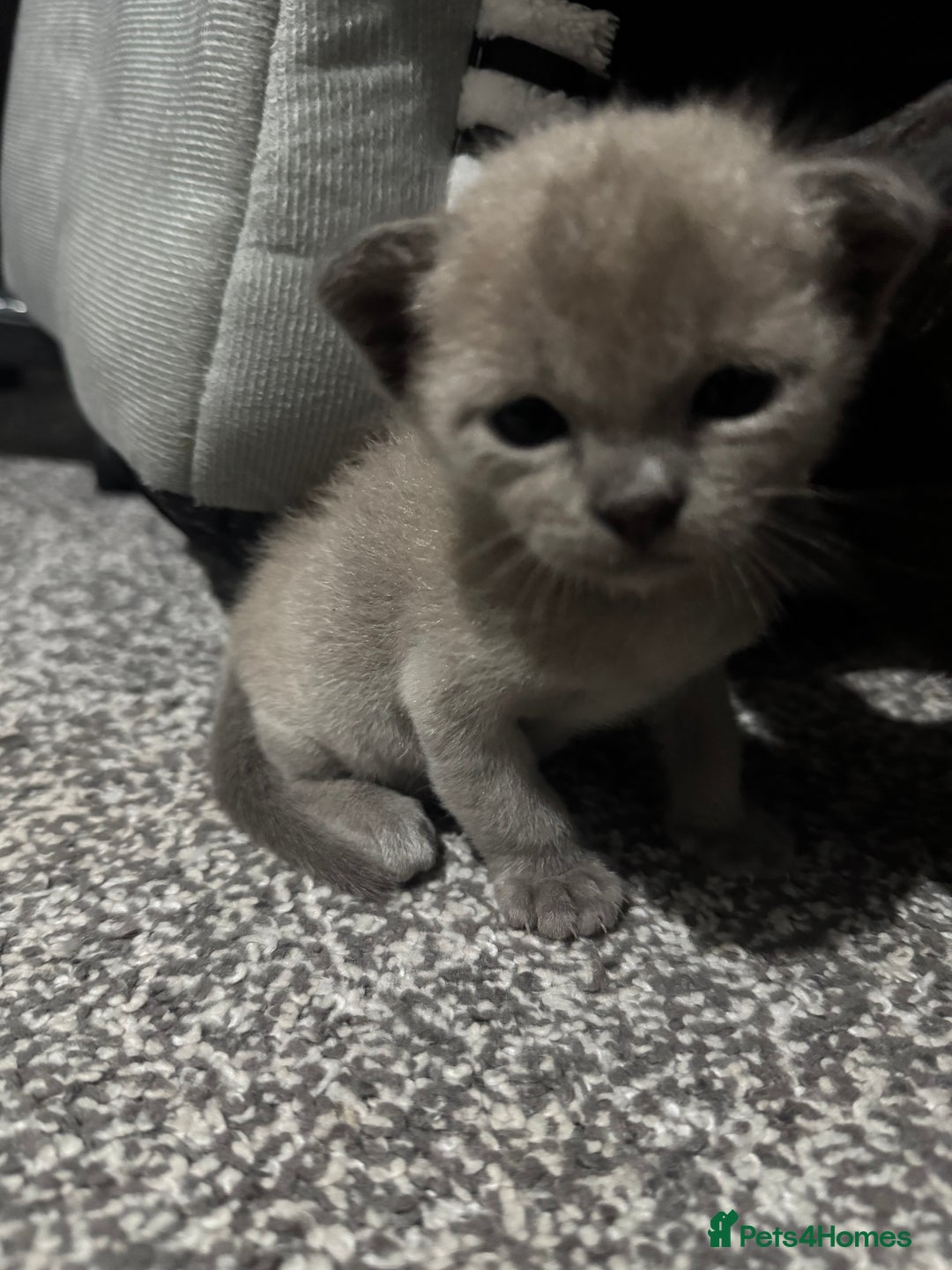 Burmese cats for sale: Burmese Kittens - Advert 6