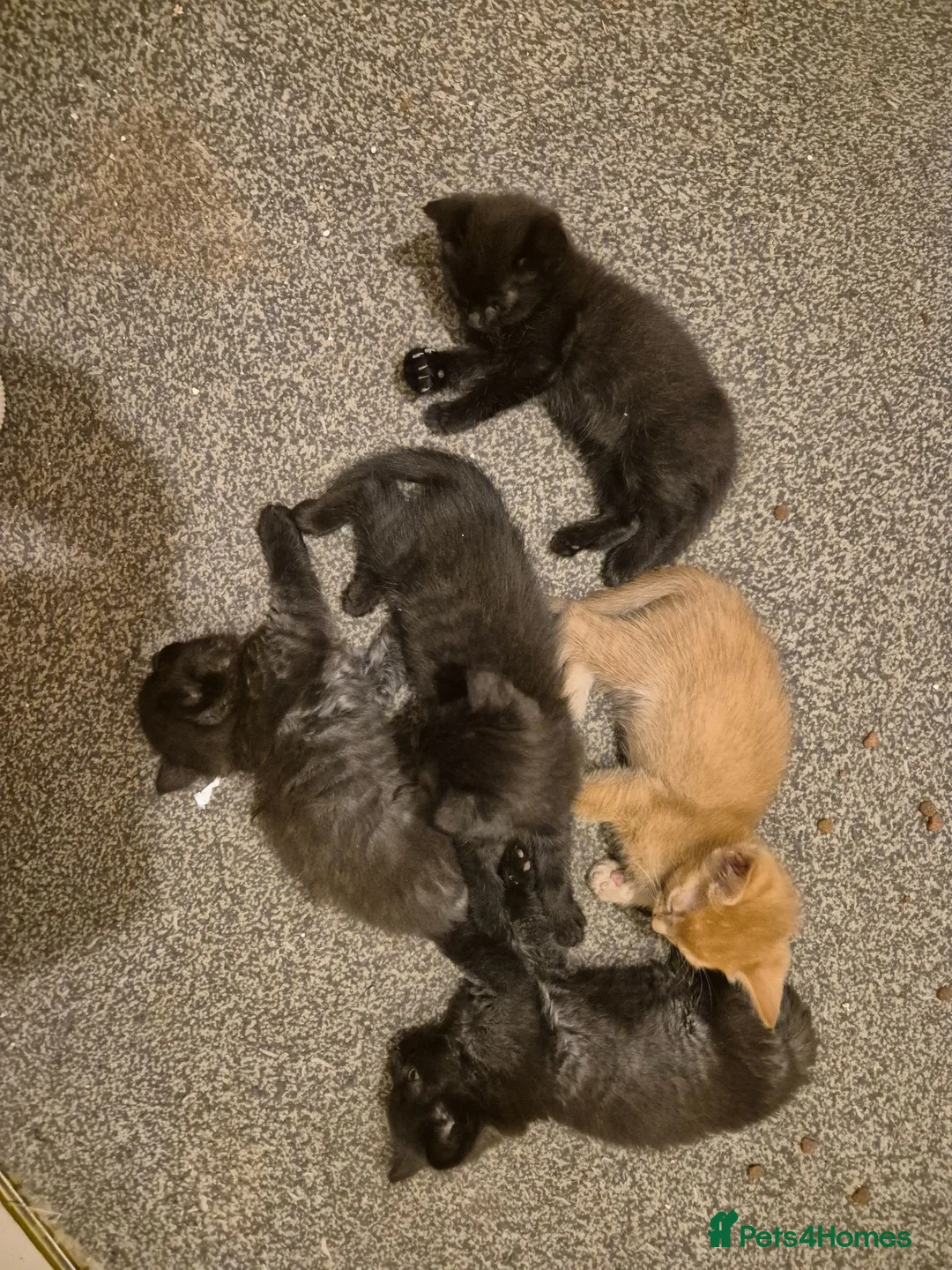 Mixed Breed cats for sale: Last 2 female kittens  - Advert 2