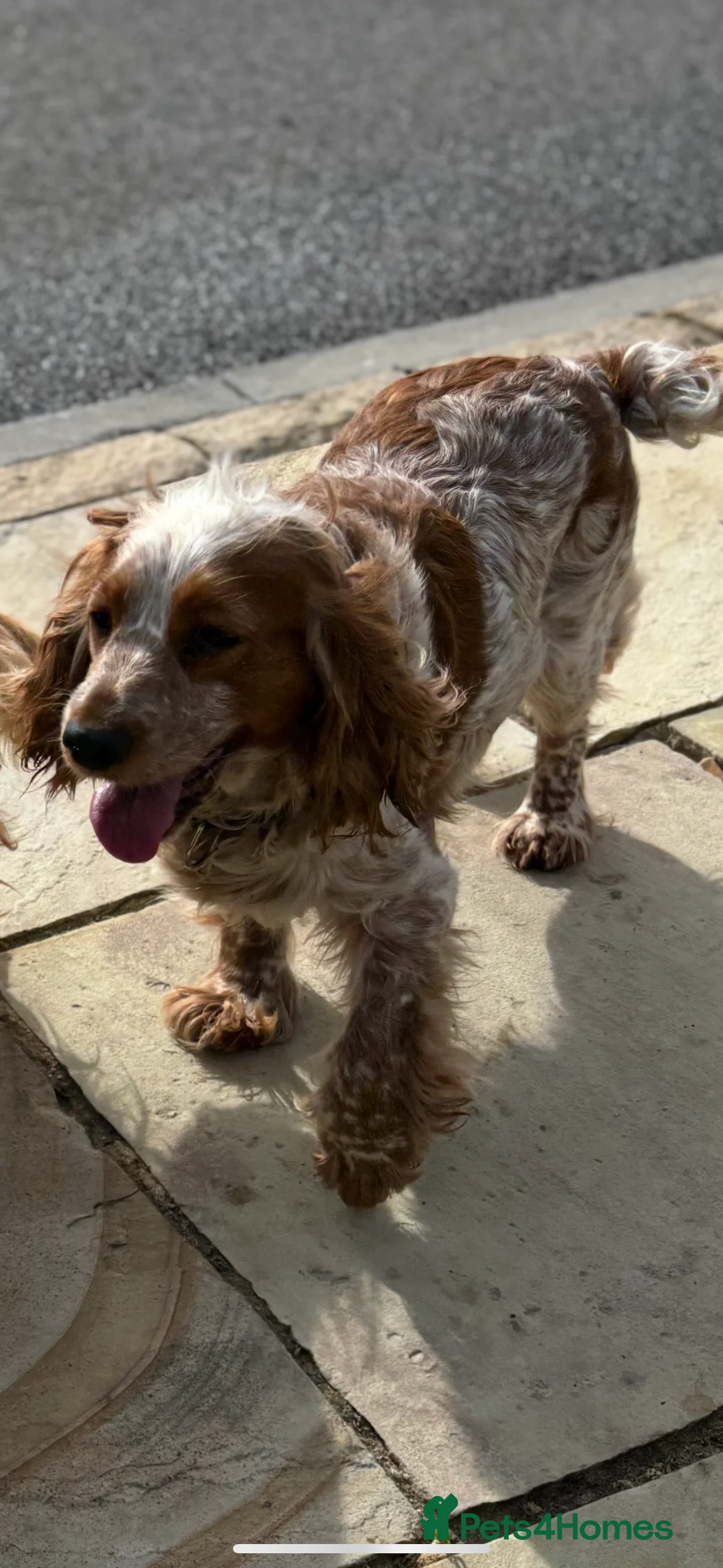 Cocker Spaniel dogs for sale: KC reg cocker spaniels  - Advert 28