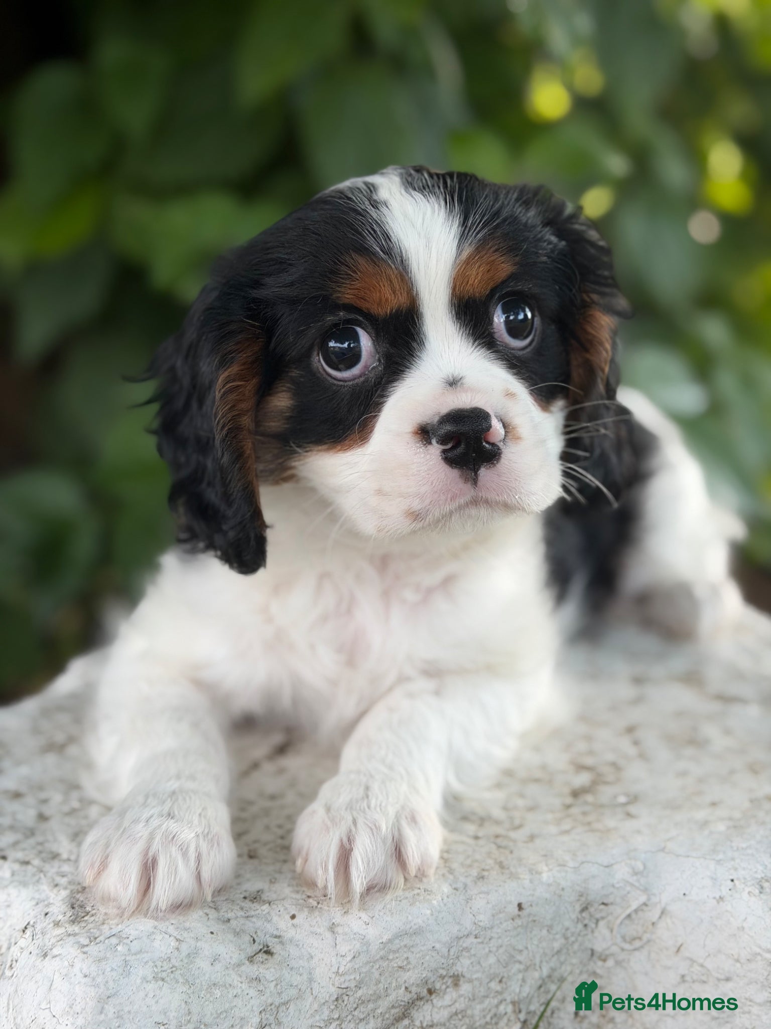 Cavalier King Charles Spaniel dogs HEALTH TESTED KC Cavalier King Charles Spaniels - Advert 15