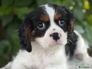 Cavalier King Charles Spaniel dogs HEALTH TESTED KC Cavalier King Charles Spaniels - Advert 16