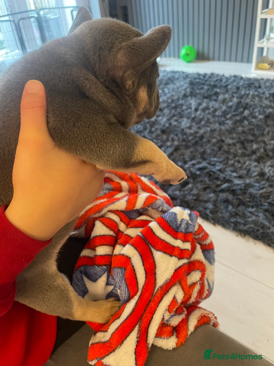 French Bulldog dogs for sale: Beautiful healthy French bulldogs  - Advert 5