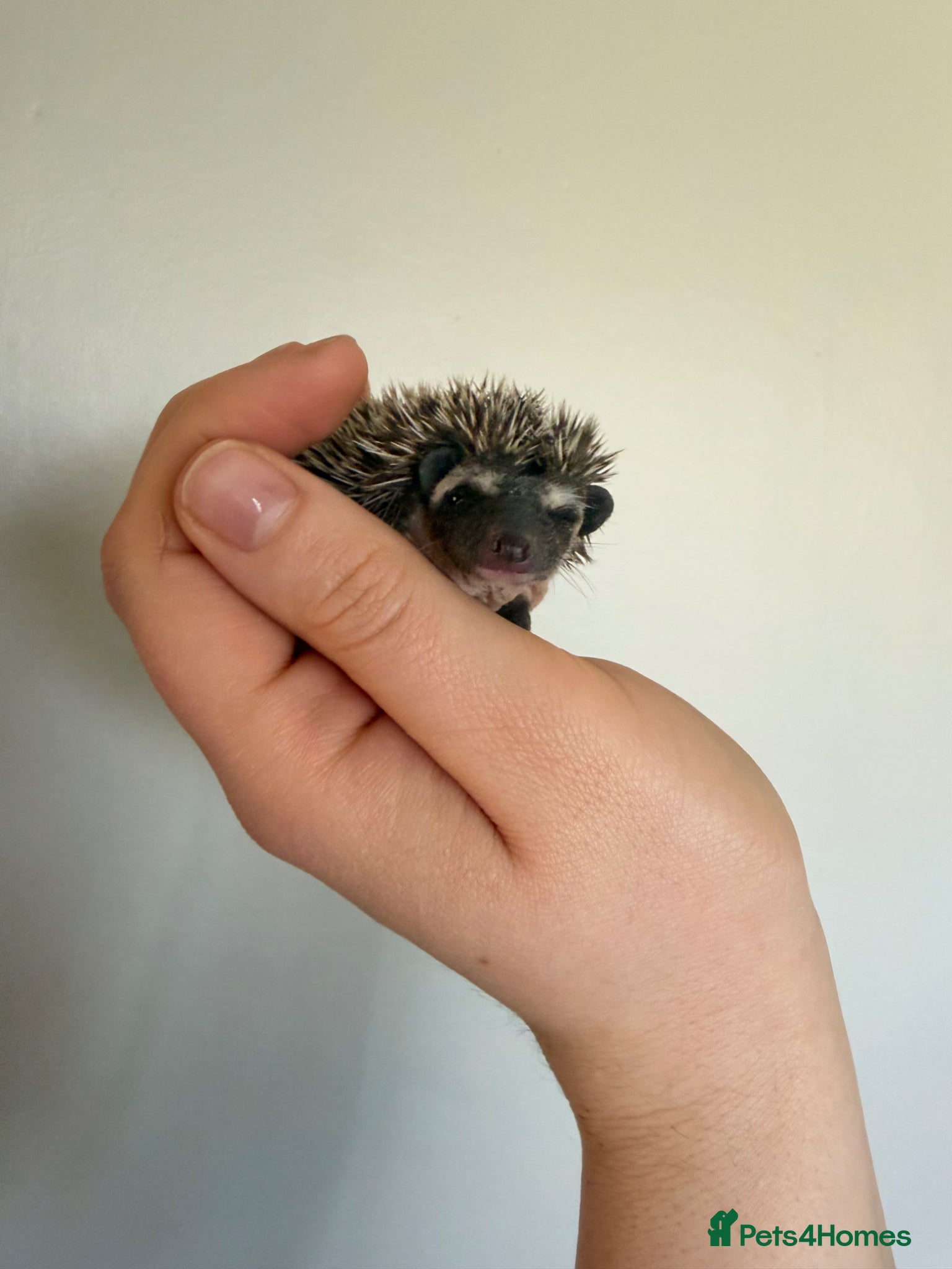 Pygmy Hedgehog rodents African Pygmy hedgehogs ready to reserve  - Advert 9