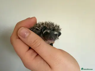 Pygmy Hedgehog rodents African Pygmy hedgehogs ready to reserve - Advert 9