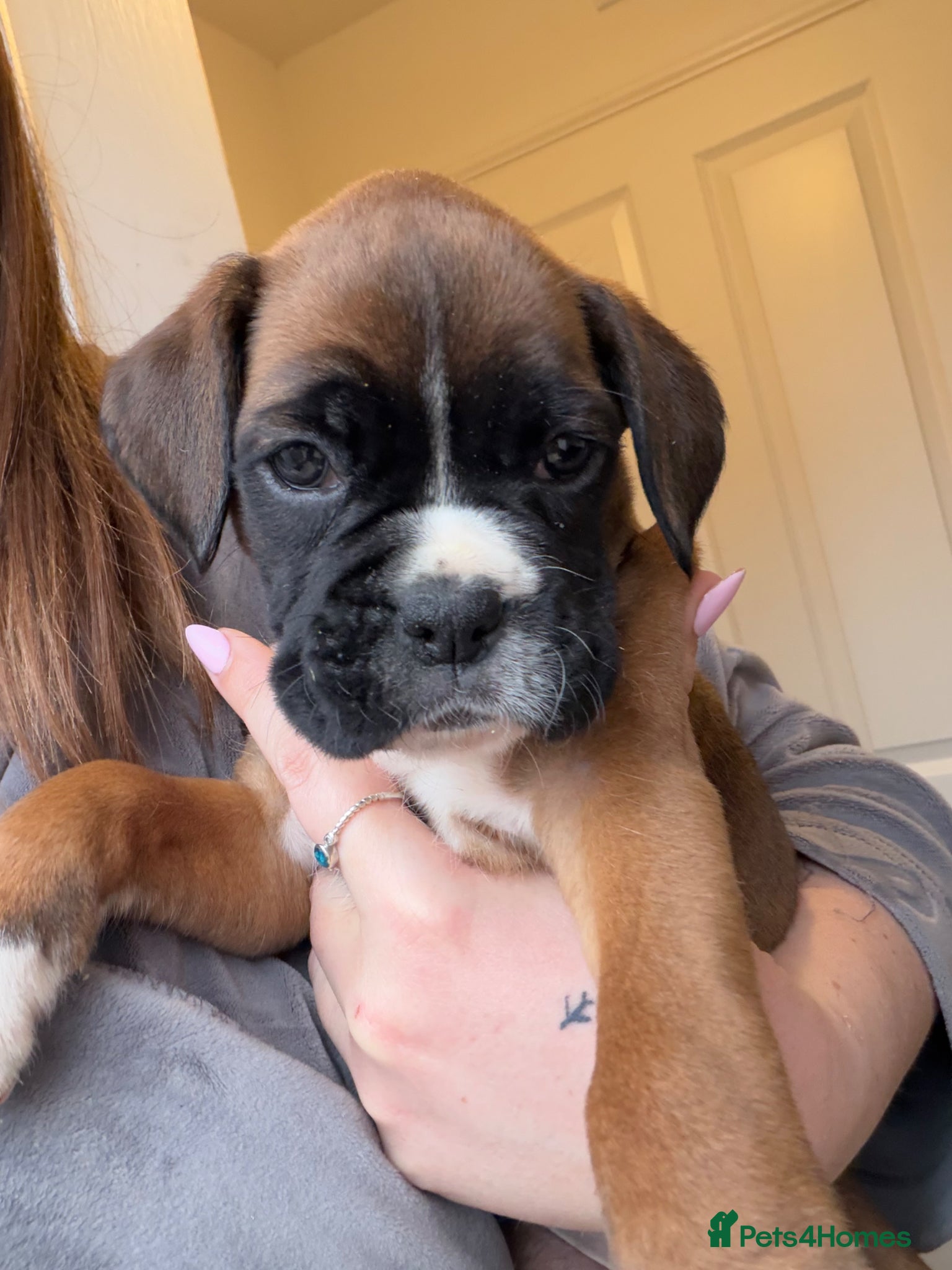 Boxer dogs Beautiful Boxer Puppies 1 girl left  - Advert 8