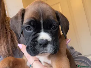 Boxer dogs Beautiful Boxer Puppies 1 girl left - Advert 8